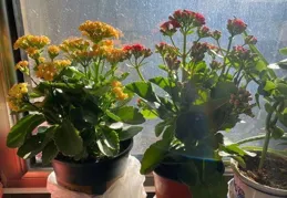 養長壽花第8年，總結了4個促花小竅門，分享後，網友直呼好用