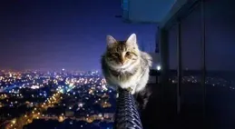 喵星人警報！小貓吐黃水，背後真相你知多少？