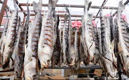 幹海貨，冬日鮮！