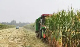 今年玉米要晚收，小麥要晚播，具體晚到哪天？這裏給你答案