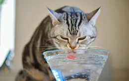 貓咪哪些原因不喝水，貓咪不喝水怎麽解決