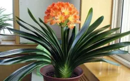 君子蘭開花後，這5件事千萬不要做，掉花又掉蕾，想想都心疼！