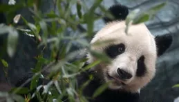 熊貓斬謠（2025年1月16日）