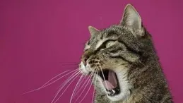 該不該放棄貓貓?