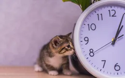 你家貓咪吃對了嗎？一日三餐的最佳餵養時間揭秘！