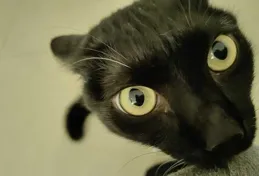 為什麽農村裏大娘，老漢養的土貓都讓親、讓摟的，而在城中養貓的年輕人手中卻「賤」貓頻出？