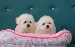 【當拉布拉多遇上新生命：家庭裏的溫馨篇章】