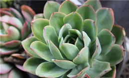 人見人愛的6種多肉植物，擺在家裏上檔次，適合新手和小白