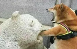 海後失寵，被小奶狗弟弟一舉翻盤奪走風頭