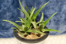 適合養小苗的7種花卉，老樁常常會張牙舞爪、亂七八糟，影響美觀