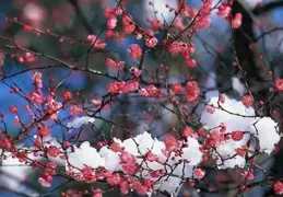 寒梅綻放，冬日的溫柔詩篇