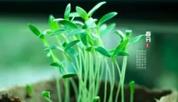 辟謠丨狗尾草熬水能治近視？