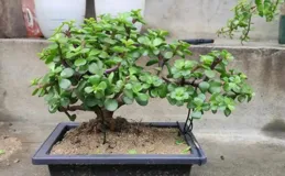 金枝玉葉黃葉掉葉，掌握一招，葉綠花繁，顏值高