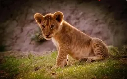 在動物界，子女們會照顧年老體衰的父母嗎？