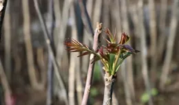 春節，來延慶這裏采「椿」——