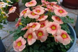 有3種鮮艷花，種下不用管它，每年都開花很漂亮，省心好養長爆盆