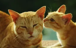 大貓為何對小貓冷淡？揭秘寵物界的‘家庭紛爭’