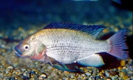 警鐘敲響：近四分之一淡水物種瀕臨滅絕