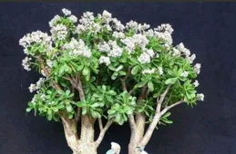 玉樹偷懶不開花？三個「步驟」快速爆花，還能花量翻倍