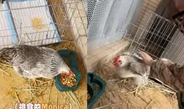 金晨豪宅「養雞」當寵物！自稱雞媽媽配營養餐，收獲倆雞蛋好開心