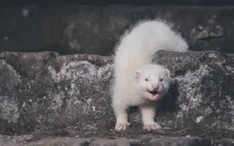 狗狗也能懂「趴下」？揭秘高效訓練方法，你家汪星人學會了嗎？