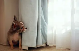 可愛卡皮巴拉和線條小狗套圖，鎖屏加桌布