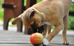狗狗真的可以吃蘋果嗎？揭秘那些你未曾了解的寵物飲食秘密！