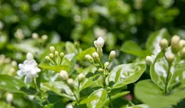 深受古人喜愛的10種花草，每種都歷史悠久