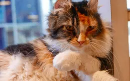 貓咪冷不冷？這些細節透露出它們的真實感受！