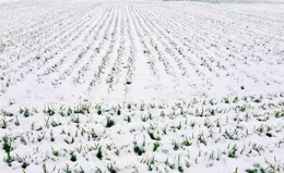 下雪了，農村山上2種野果更加好吃了，你家鄉有嗎？趕緊采摘來吃