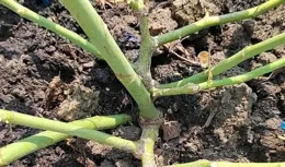 月季還在開花要進行冬剪嗎？操作不當會影響植株生長及來年開花