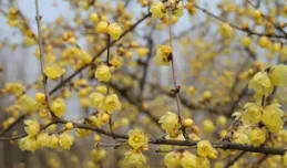 臘梅？蠟梅？「蠟」麽「梅」！