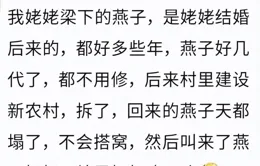 沒想到現在的燕子都不會搭窩了！網友：這燕子沒我爸，這家得散~