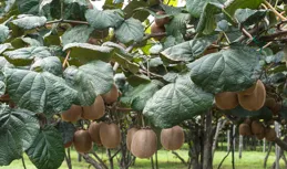 獼猴桃樹還分公母嗎？光開花不結果，4招快速分辨公母，別再亂種