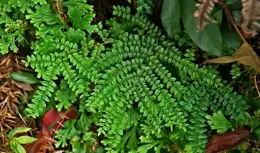 植物也會「呼吸」，滿足它的呼吸要求是養好它的關鍵一步