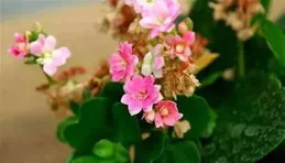 長壽花出現了這幾個「癥狀」，就是在向你「呼救」，趕快行動起來