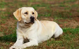 拉布拉多犬最佳訓練期是什麽時候？