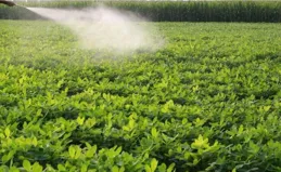 花生開花「落針」期，趕緊做好這三個工作，開花多結莢果快