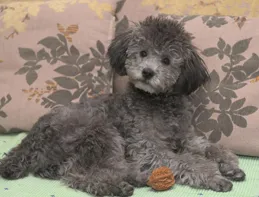 泰迪幾個月開始爆毛？揭秘泰迪毛發變化的奇妙之旅！