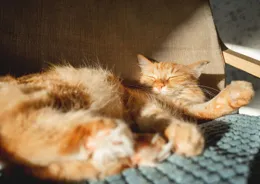 貓咪冷不冷？這些細節告訴你答案！