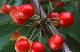 孕媽「狂炫」1斤車厘子後進急診 這個「常備年貨」三類人群要少吃