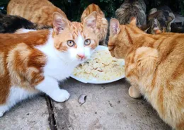 貓咪一天到底該吃幾頓？揭秘最科學的餵養頻次！