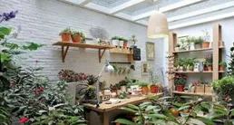 福建一小姐姐的「藍雪花露台」火了，妥妥的人間仙境，曬曬！