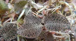 最近農業有什麽冷門種植呢