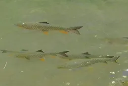 眼紅身青，常被誤認為是草魚，靈活多動的它，為何被人叫「蠢魚」