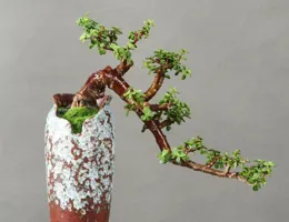 天冷養金枝玉葉，3個「底線」不能逾越，否則只剩空盆