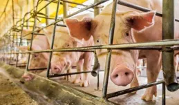 南方豬價狂跌5毛！南北豬價倒掛，年前豬市行情如何演變？