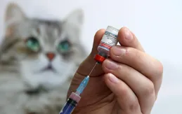 你知道嗎？貓咪的正常體溫究竟是多少？揭秘喵星人的體溫奧秘！