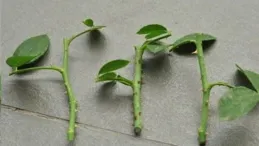 養花固定植物枝條用什麽工具？園藝師教你，用園藝紮帶結實耐用