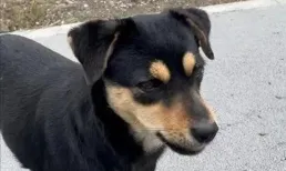 「旺家狗」的8大特征，養了這樣的狗狗，你就賺大了！